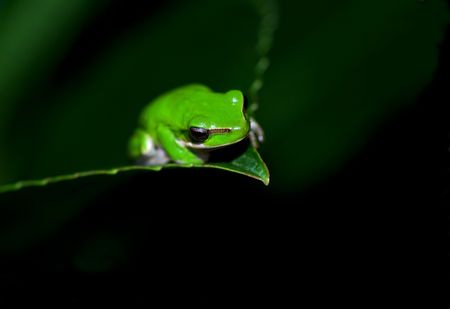 a little litoria fallax, dwarf green tree frog sitting on the end of a leafの写真素材