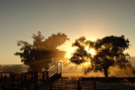 sunrise coming through the trees with rays of light over cattle and cattleyardsの写真素材