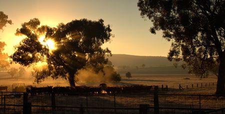 sun rays coming through the trees over a herd of cattle in the morningの写真素材