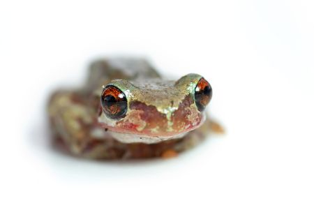 bleating tree frog looking goofy with its big red eyes looking at the cameraの写真素材