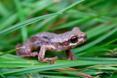 a little red eyed bleating tree frog (litoria dentata) in the grassの写真素材