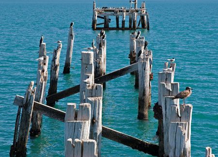 broken end of jetty with various birds sitting on the old pilons waiting and watchingの写真素材