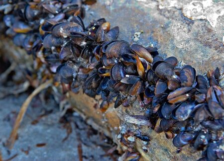 a group of old mussel sheels clustered together on a logの写真素材