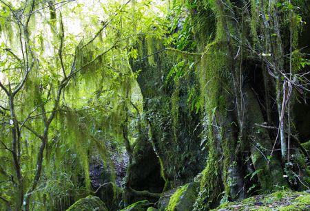 hanging lichen and moss in the oxley wild rivers world heritage rainforest