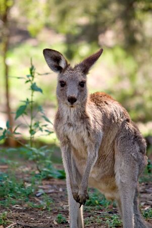 an image of an small eastern grey kangaroo in the wildの写真素材