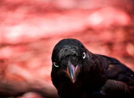 a evil looking crow (australian raven) looks enquiringly into the camera with a hellish background in redの写真素材