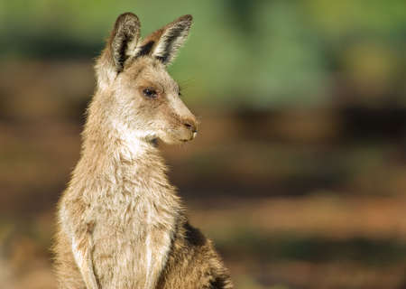 an image of an small eastern grey kangaroo in the wildの写真素材