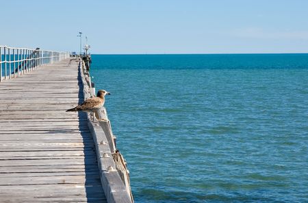 a seabirds (petrel) stands on the edge of the jetty and look out over the water の写真素材