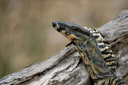 goanna (lace monitor) puts its arm up and rests nonchalantly on a log without a care in the worldの写真素材