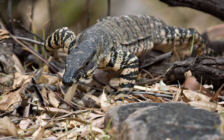 a big lace monitor (goanna) is coming through the undergrowth looking like it is coming to get youの写真素材