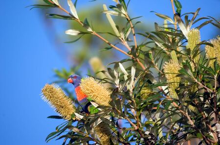 a rainbow lorikeet is eating from a large banksia flowerの写真素材