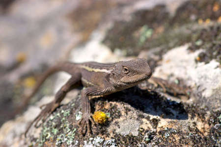 a nobbi or jacky dragon (lizard) sitting on a lichen and moss covered rockの写真素材