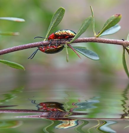 race you! two beetles racing along a branch above the waters edgeの写真素材