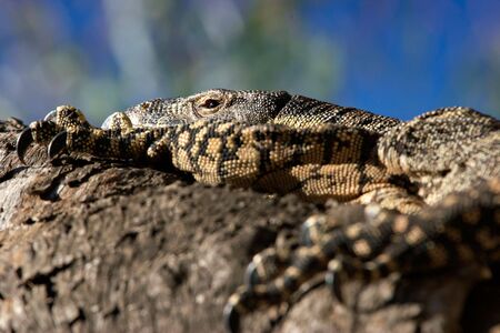 a big lace monitor goanna lizard lays and rests in the treeの写真素材