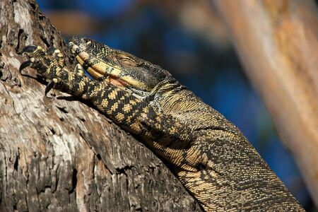 a big lace monitor goanna lizard lays in a tree with its eyes shutの写真素材