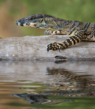 a goanna is walking along a log across the waterの写真素材