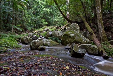 beuatiful rainforest of the world heritage listed border ranges national park