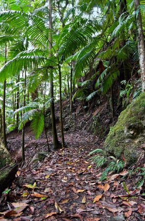 beuatiful rainforest of the world heritage listed border ranges national parkの写真素材