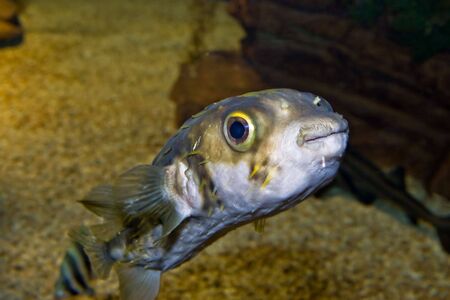 a cute little fish with big eyes looks at the cameraの写真素材