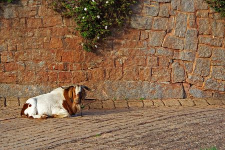 a hairy goat sits on the cobblestones and watchesの写真素材