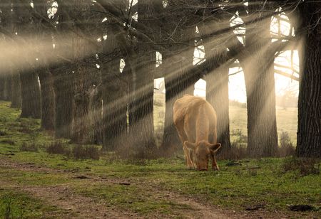 a cow eats grass in the morning with sun rays coming through the treesの写真素材
