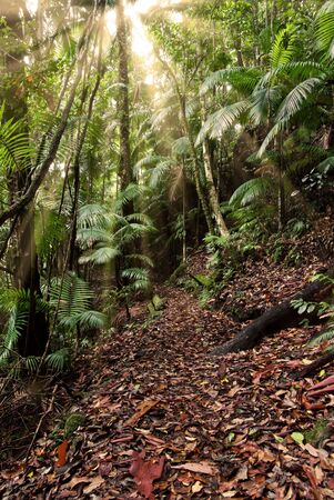 light rays shine through in the rain forest