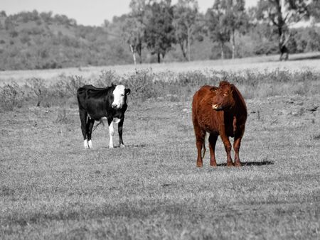 a red brown cow stands out in a black and white imageの写真素材
