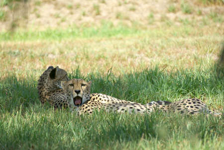 two cheetahs lay and relax in the shadeの写真素材