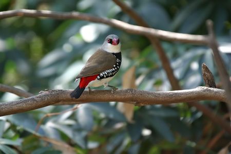 a rare and endangered diamond firetail finch sits on a branchの写真素材