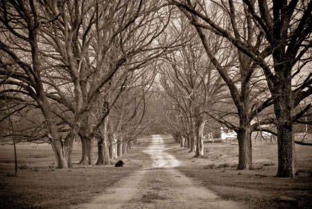 black and white image of country road in winter の写真素材