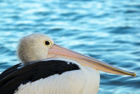 pelican sits and watches beautiful clear blue waterの写真素材