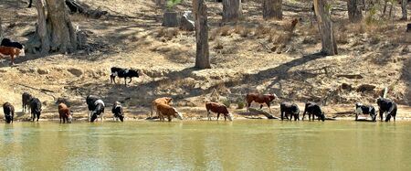 cows come to the river to get a drinkの写真素材
