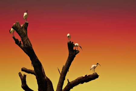 a flock of ibis birds on an old tree at sunsetの写真素材
