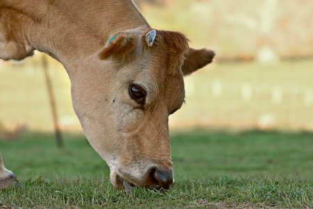 cow eating the nice green grass in the field