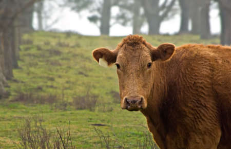 cow on the farm on a foggy dayの写真素材