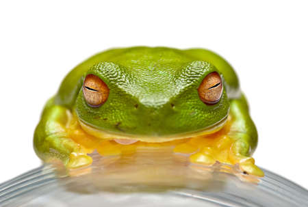 a nice big green tree frog sits on glassの写真素材