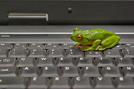 a green tree frog sitting on a laptop keyboardの写真素材