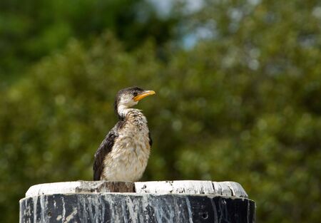 a little pied cormorant sits on the poleの写真素材