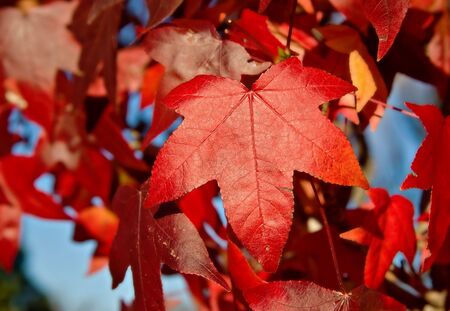 red autumn leaves foliage on a tree