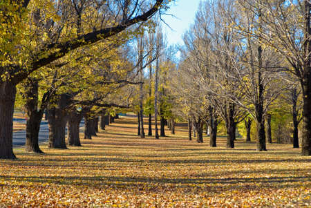 all the colors of the leaves in autumn in the parkの写真素材