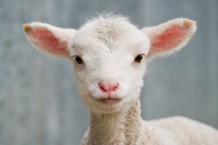 a very cute and adorable few day old lambの写真素材