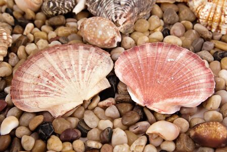 two big seashells sit together on the stones