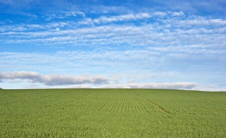 great image of a green wheat field and blue sky