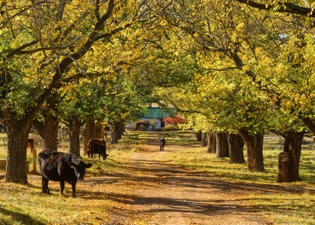 great image of cows on my tree lined drivewayの写真素材