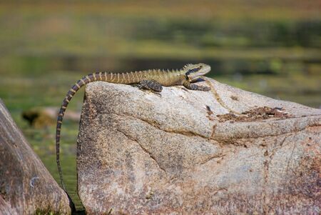 easternwater dragon lizard sits on a rockの写真素材