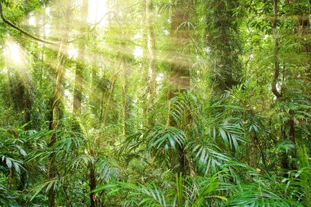 sunlight in the  beautiful dorrigo world heritage rainforest