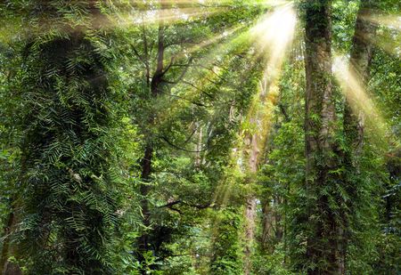 light rays in the trees of the rain forestの写真素材