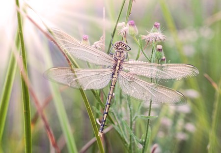 newly hatched dragonfly waits for the sun to warm its wings