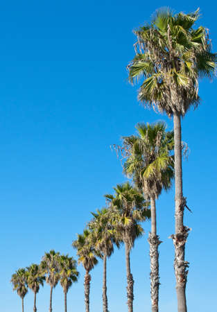 palm trees in a row against blue sky frameの写真素材