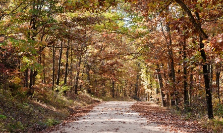 country rural road through the forest in autumn or fallの写真素材